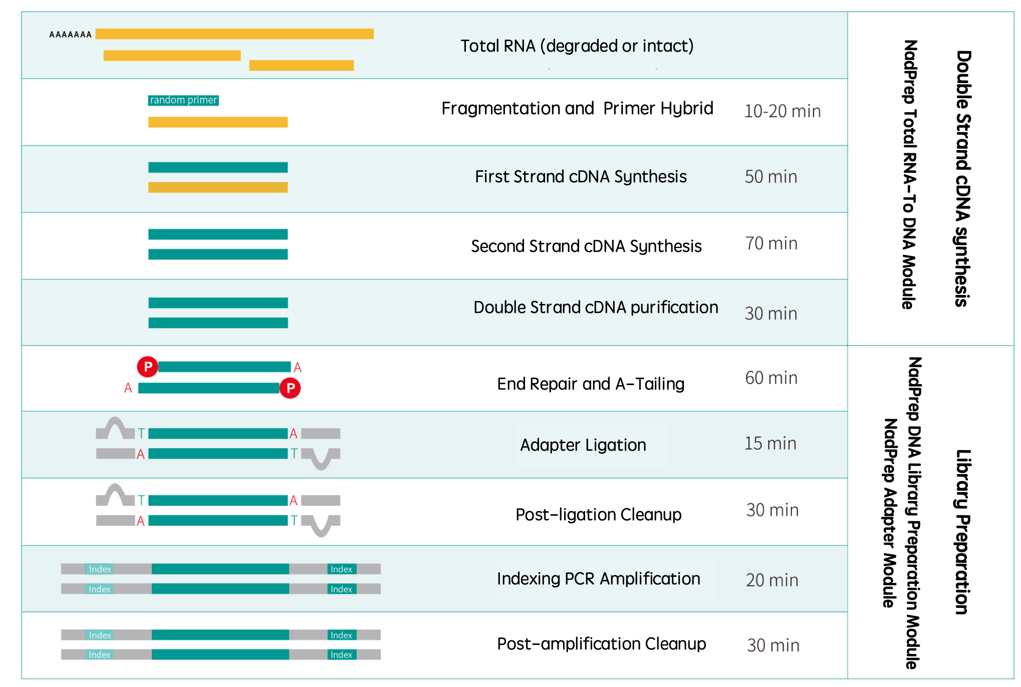 RNA-Cap solution 1 RNA-Cap solution 1