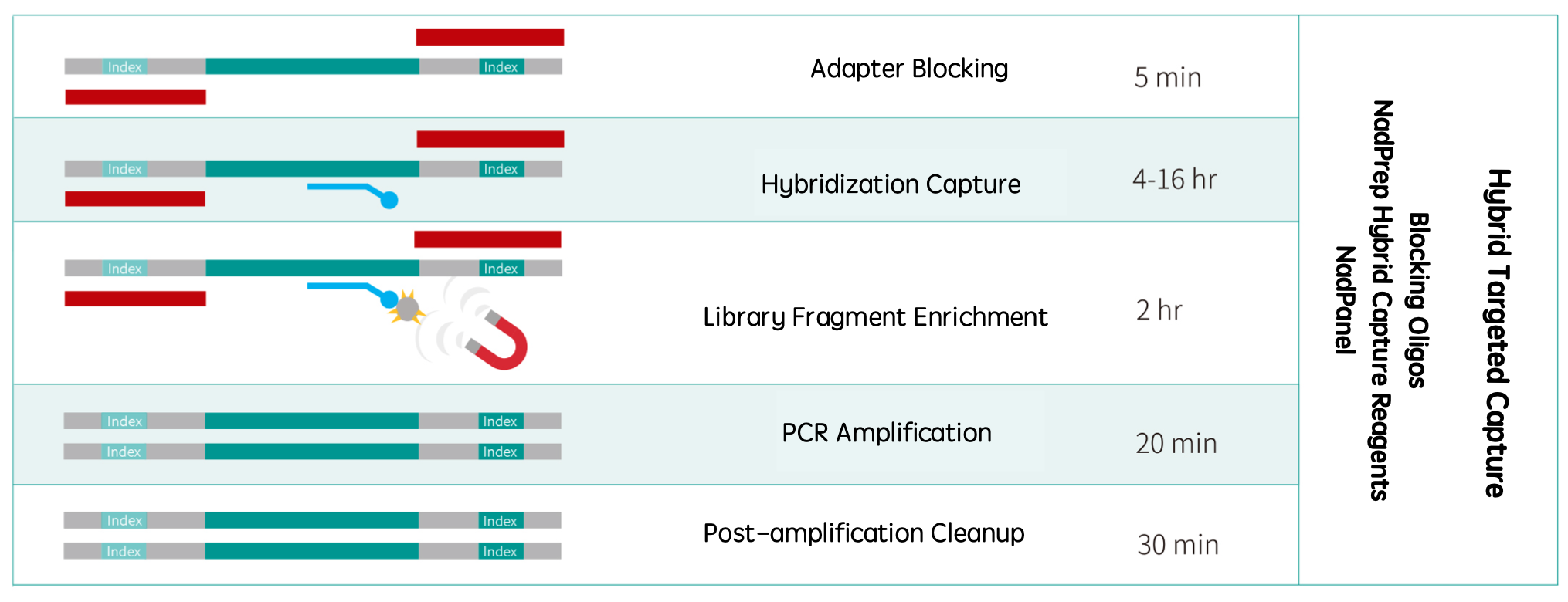 RNA-Cap solution 2 RNA-Cap solution 2